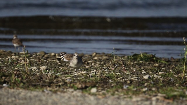 Black-bellied Plover - ML483381