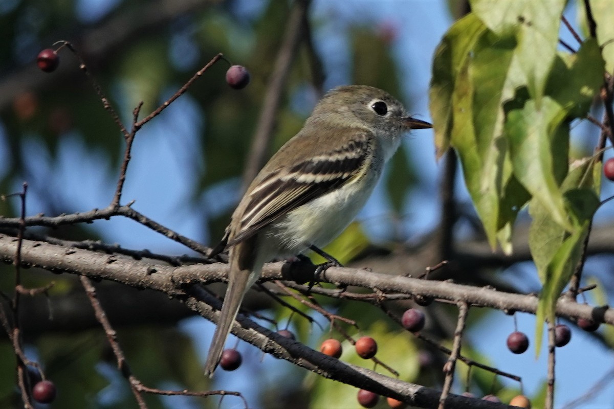 Least Flycatcher - ML483381171