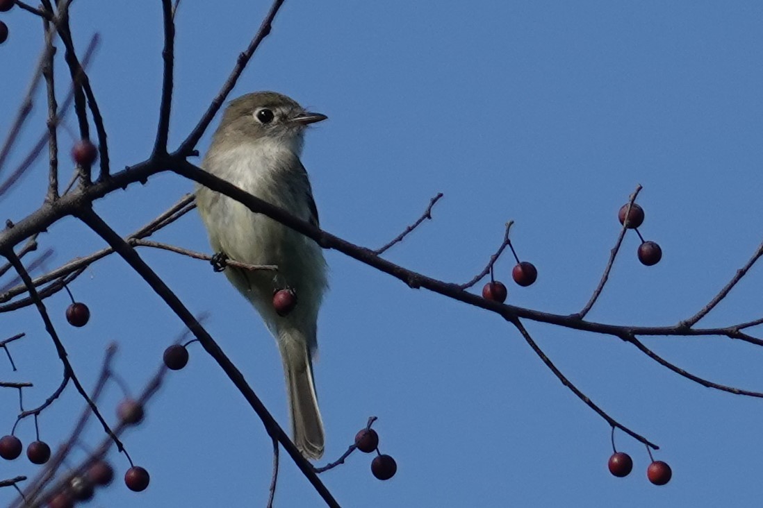 Least Flycatcher - ML483381211