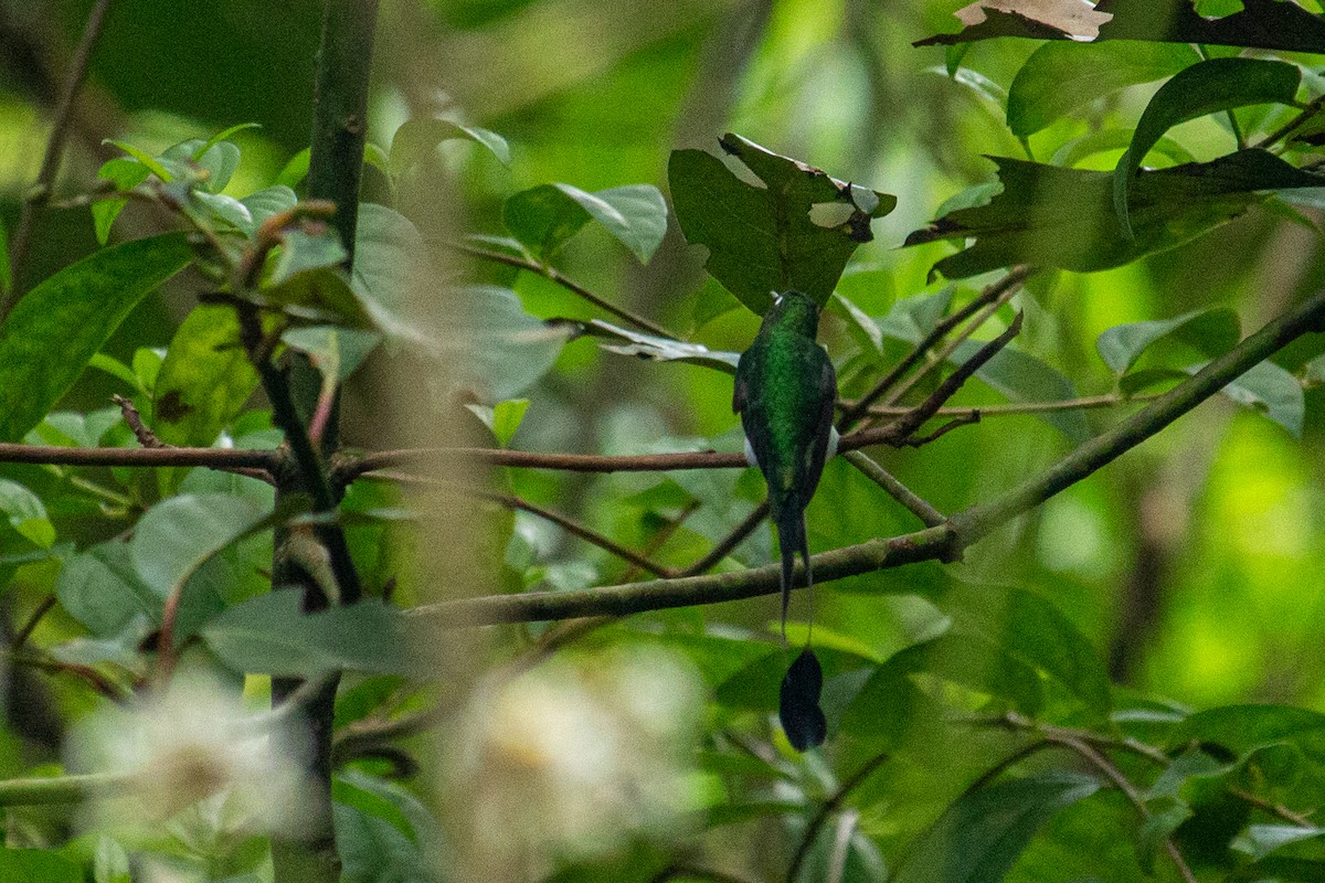 White-booted Racket-tail - ML483381581