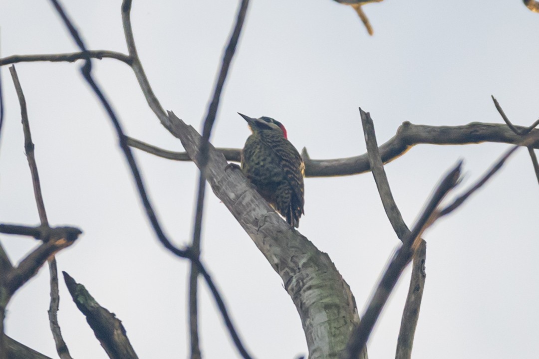 Green-barred Woodpecker - ML483381931