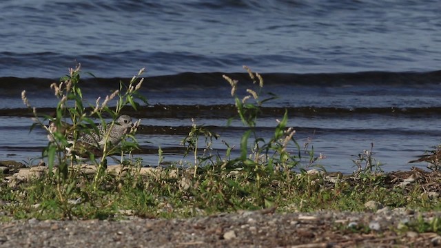 Black-bellied Plover - ML483382