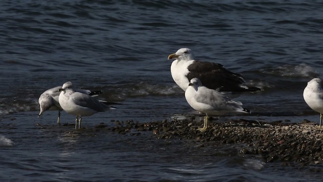 Great Black-backed Gull - ML483383