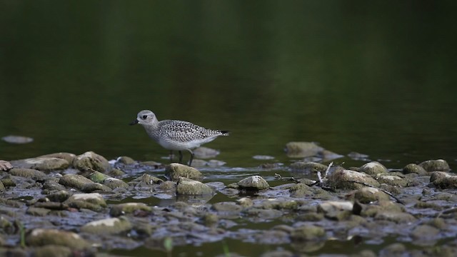 Pluvier argenté - ML483384