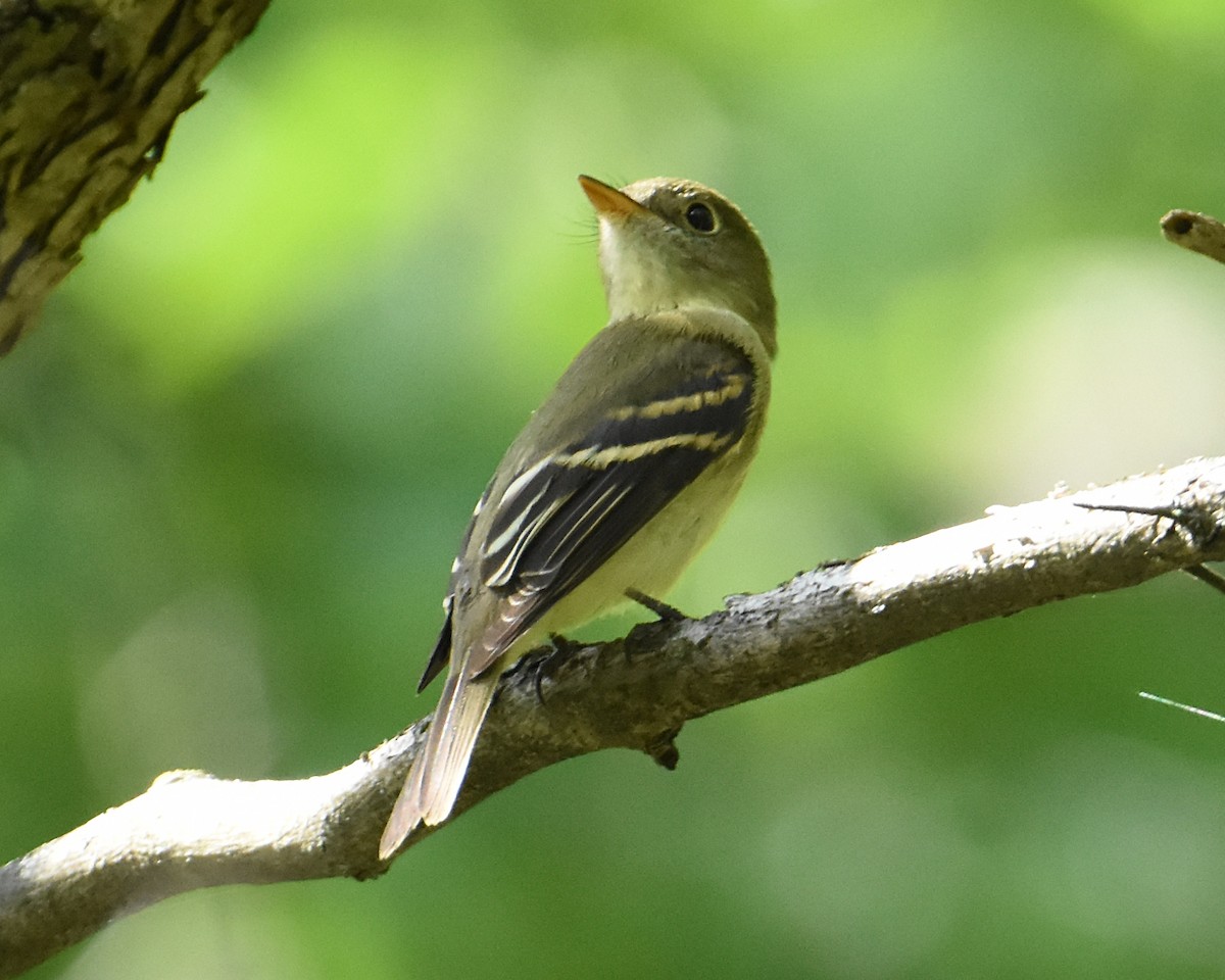 Yellow-bellied Flycatcher - ML483384971