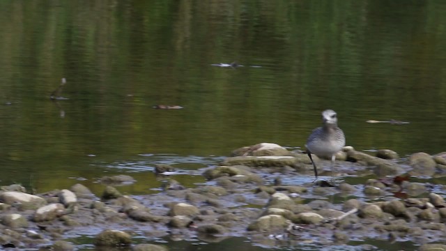 Chorlito Gris - ML483385