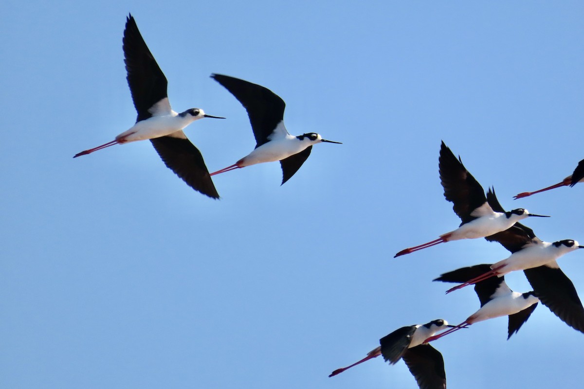 Black-necked Stilt - ML483385751