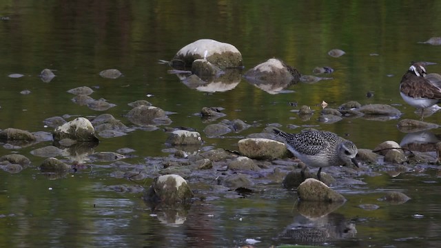 Chorlito Gris - ML483386