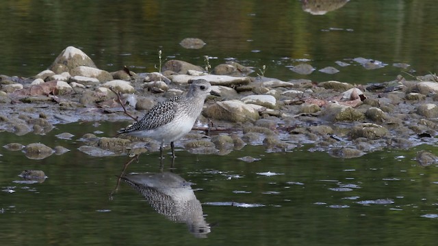 Black-bellied Plover - ML483387