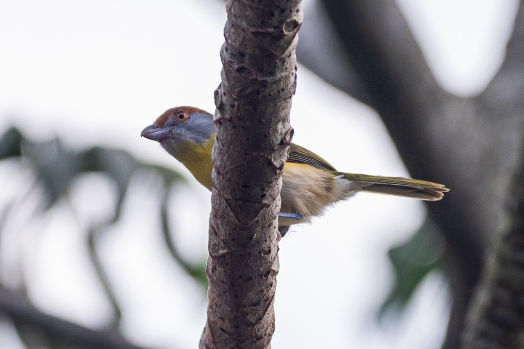 Rufous-browed Peppershrike - ML483387201