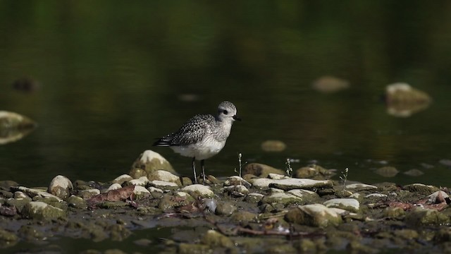 Black-bellied Plover - ML483388