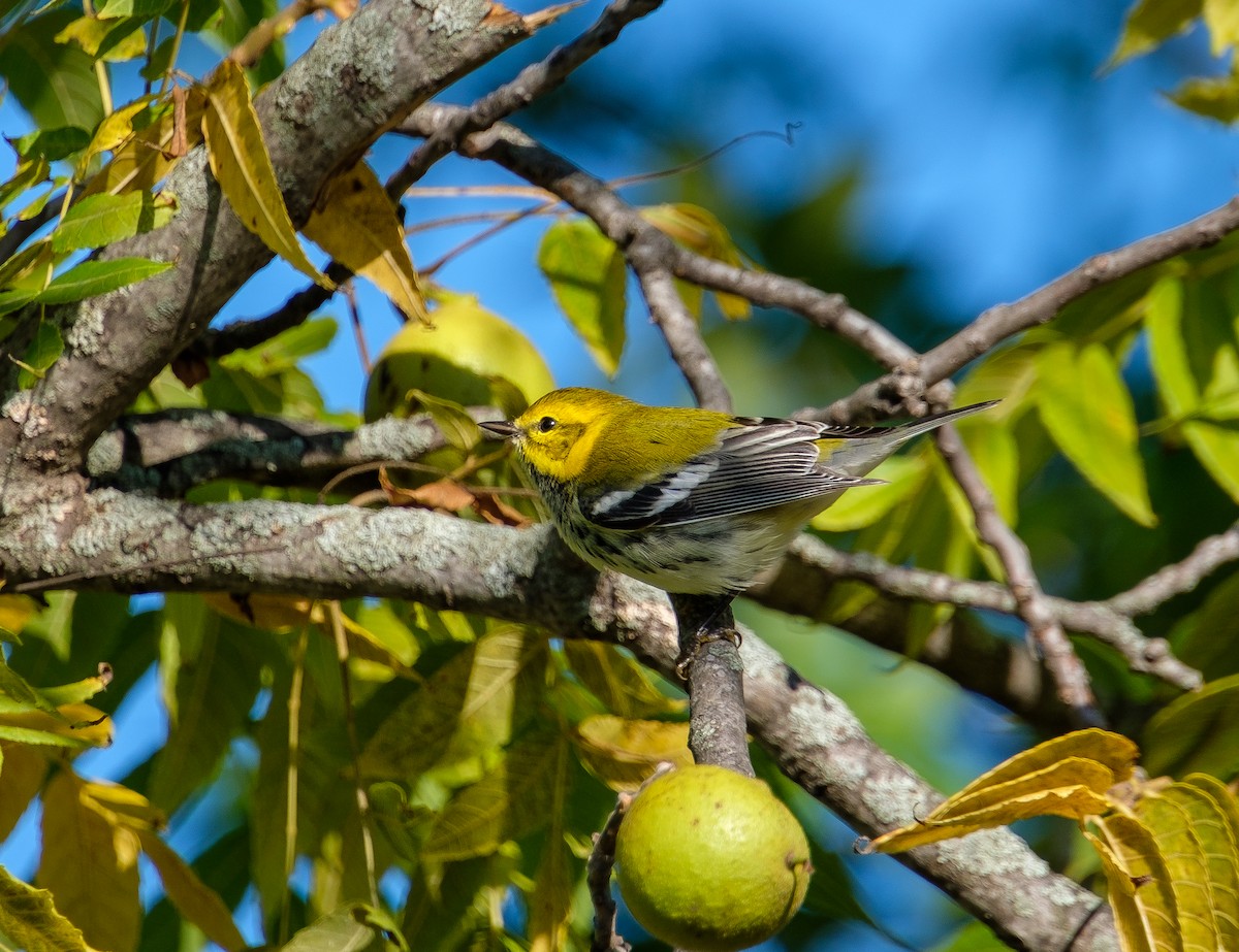 Black-throated Green Warbler - ML483388551