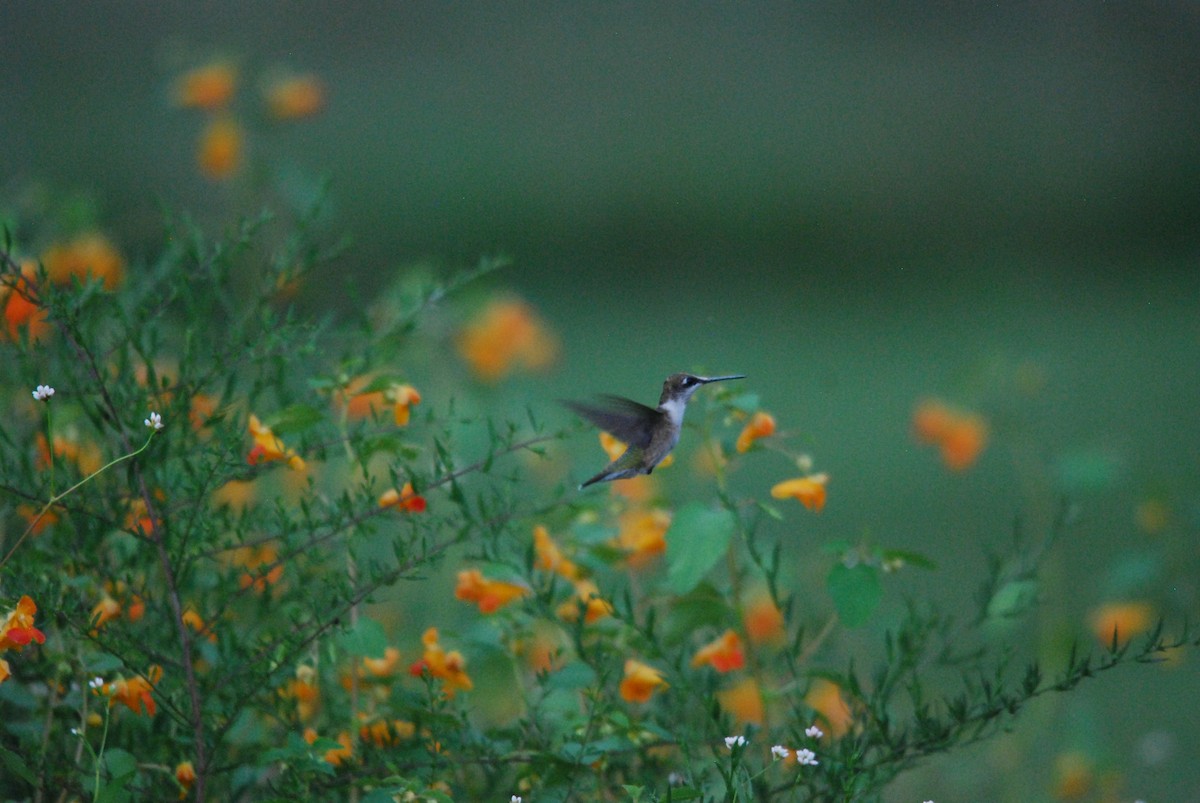 Ruby-throated Hummingbird - ML483388671