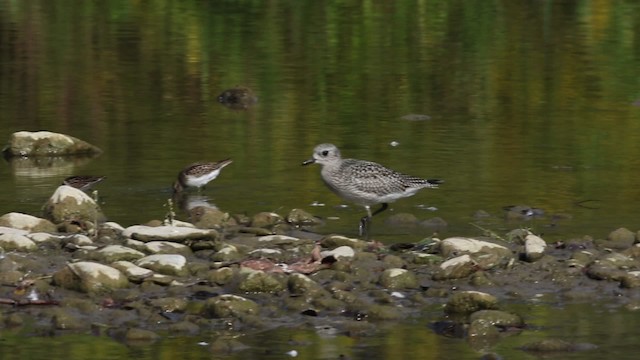 Chorlito Gris - ML483389