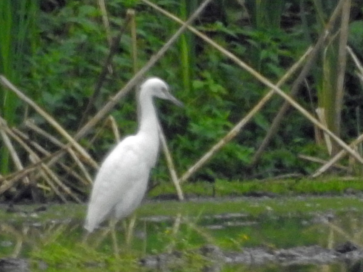 Little Blue Heron - ML483389091