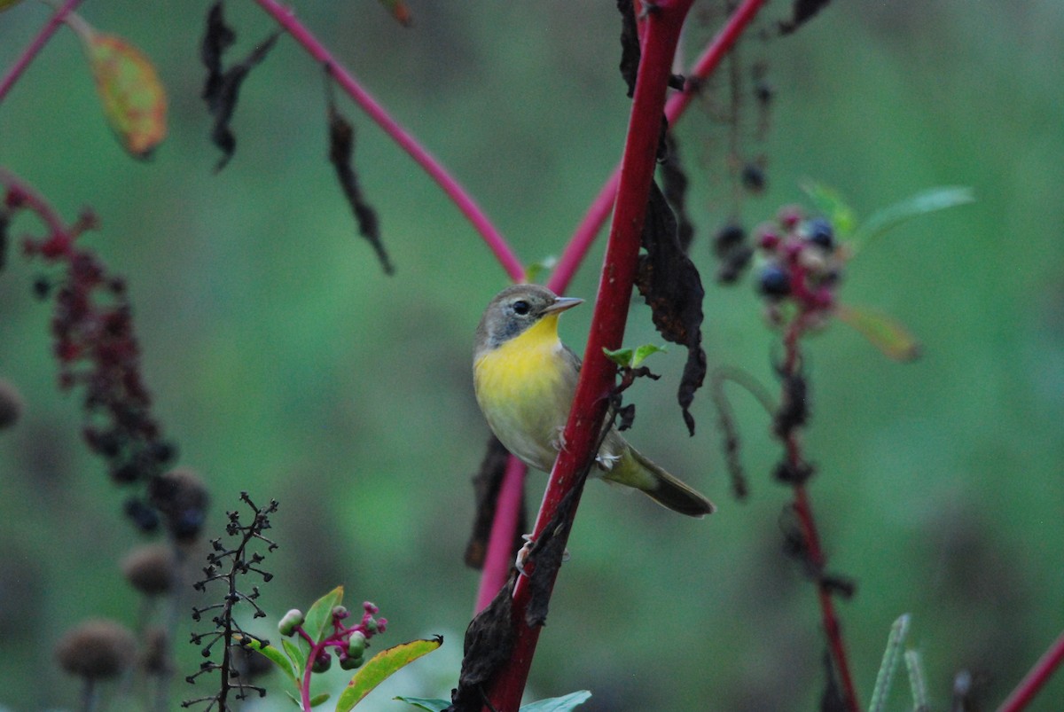 Common Yellowthroat - ML483389261