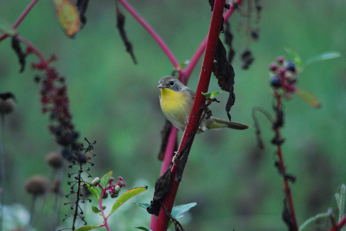 Common Yellowthroat - ML483389271