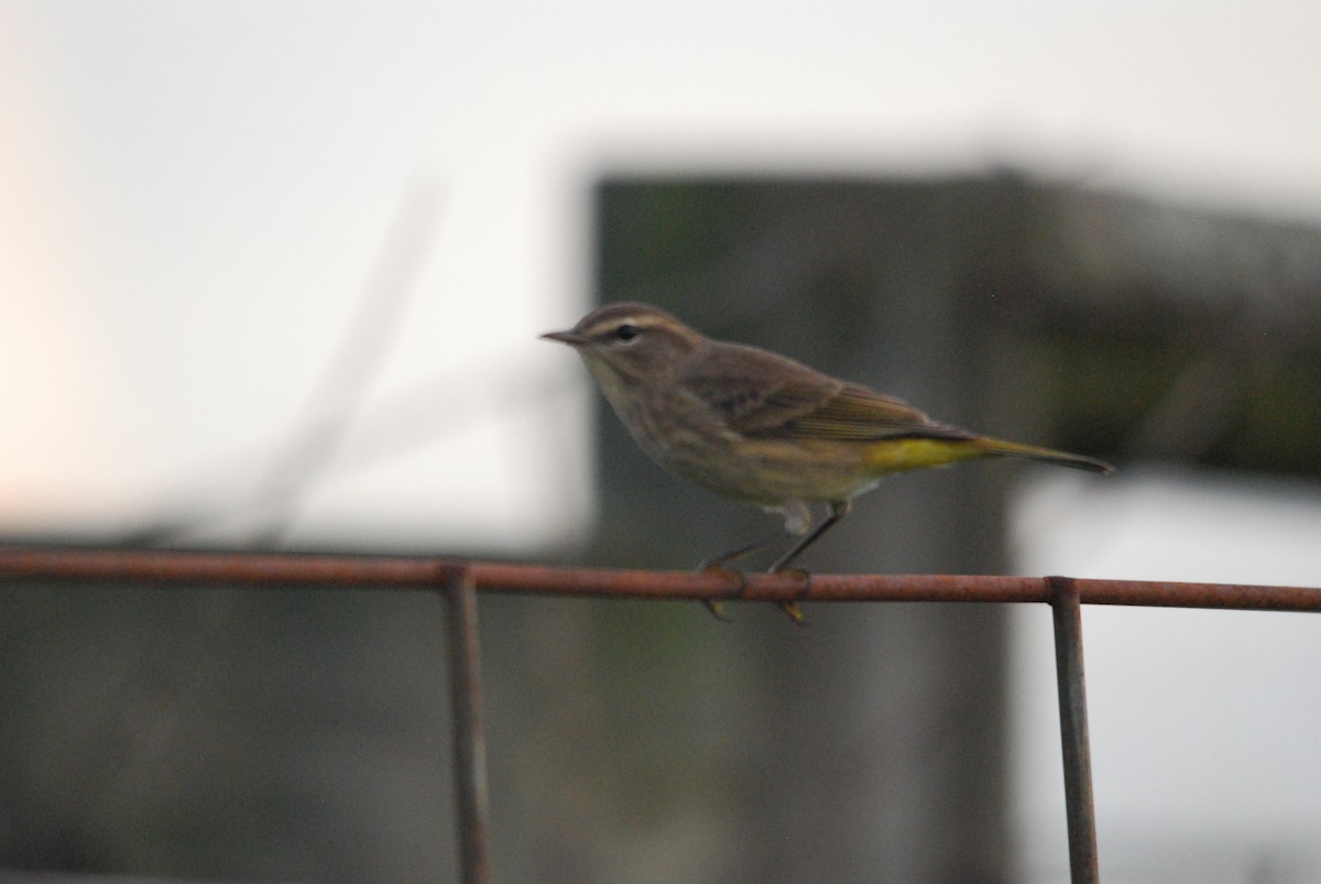Palm Warbler - ML483389591