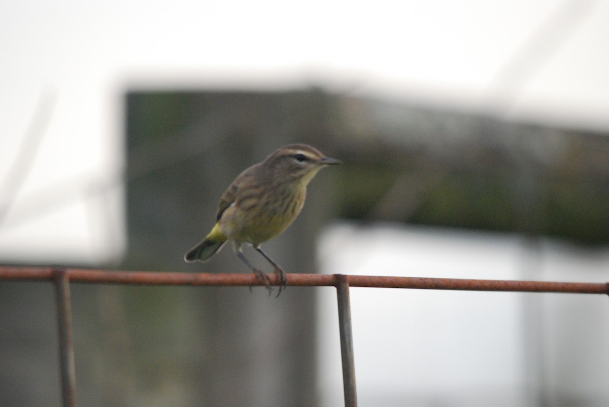 Palm Warbler - ML483389601
