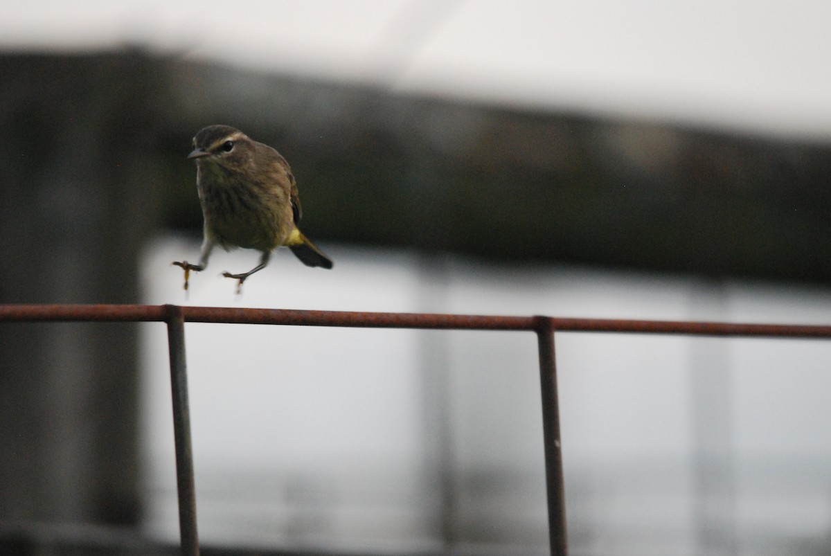 Palm Warbler - ML483389661