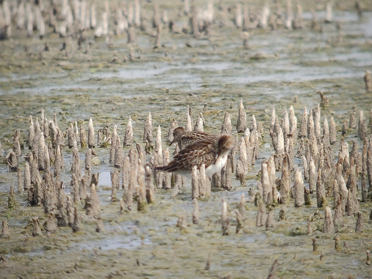 Pectoral Sandpiper - ML483390311