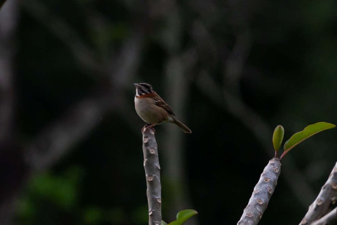 Rufous-collared Sparrow - ML483391031