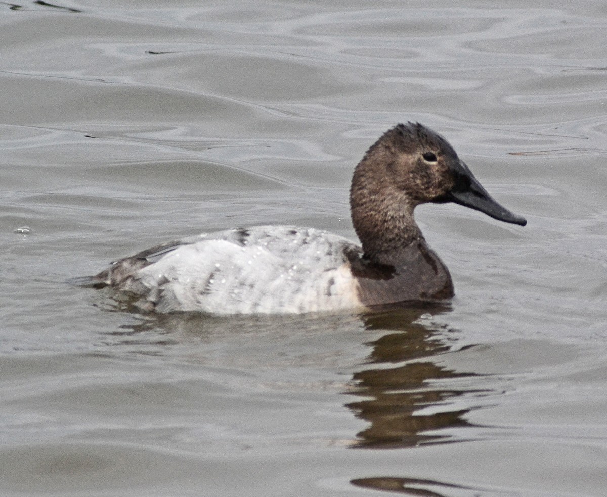 Canvasback - ML48339191