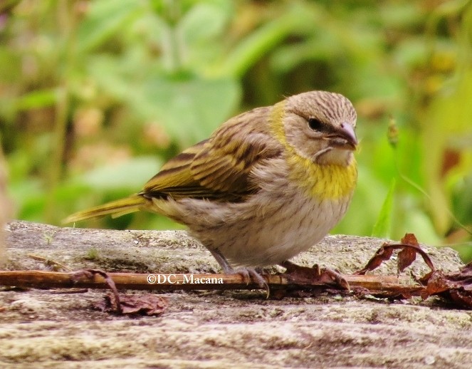 Saffron Finch - Diana Carolina Macana