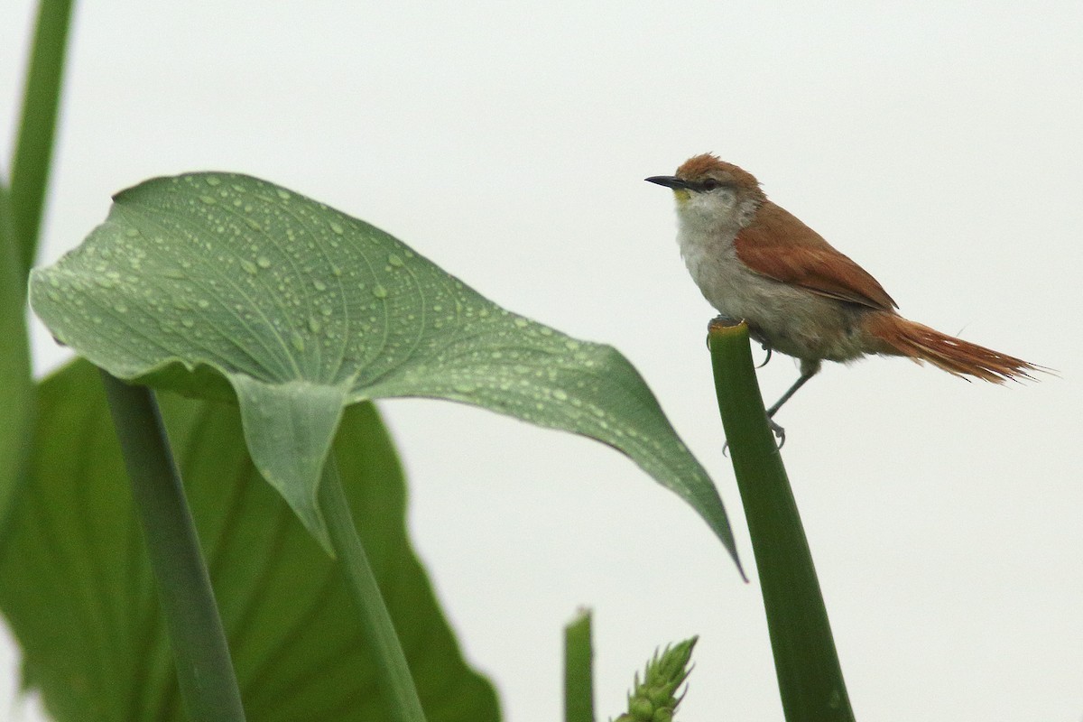 Yellow-chinned Spinetail - ML48339351
