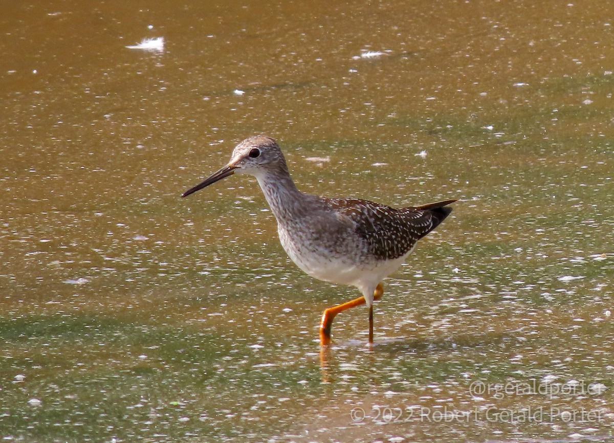 Greater Yellowlegs - ML483395381