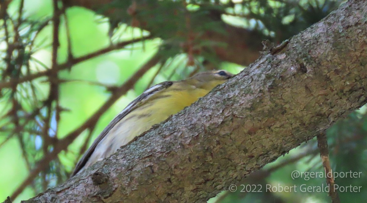 Blackburnian Warbler - ML483395751