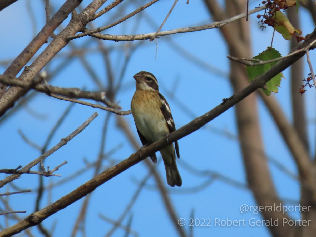 Al Göğüslü Kocabaş - ML483396831