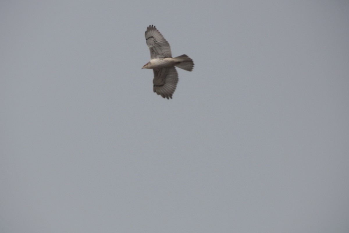 Ferruginous Hawk - Jameson Hawkins-Kimmel