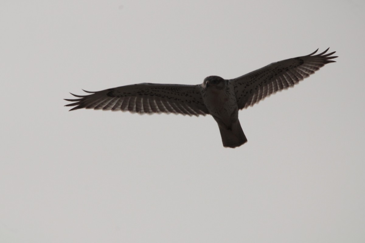 Ferruginous Hawk - Jameson Hawkins-Kimmel