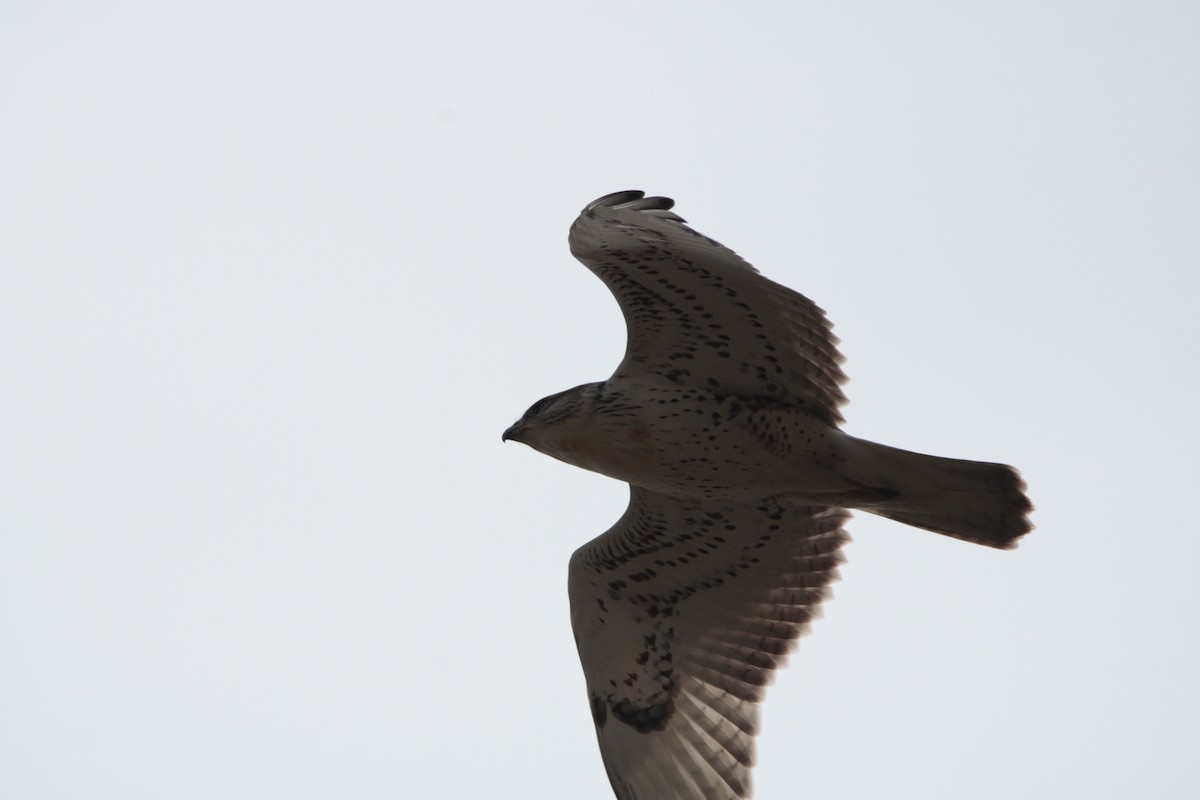 Ferruginous Hawk - ML483396911