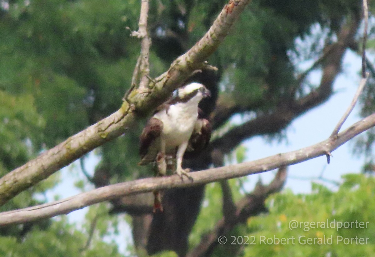 Osprey - ML483397181