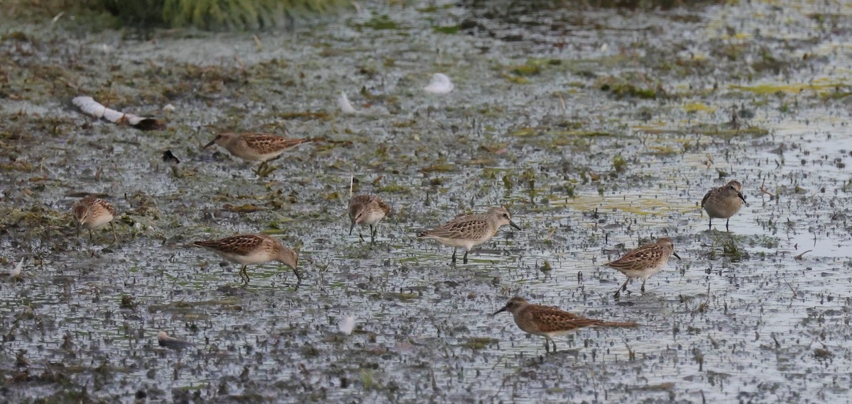 Semipalmated Sandpiper - Tim Lenz