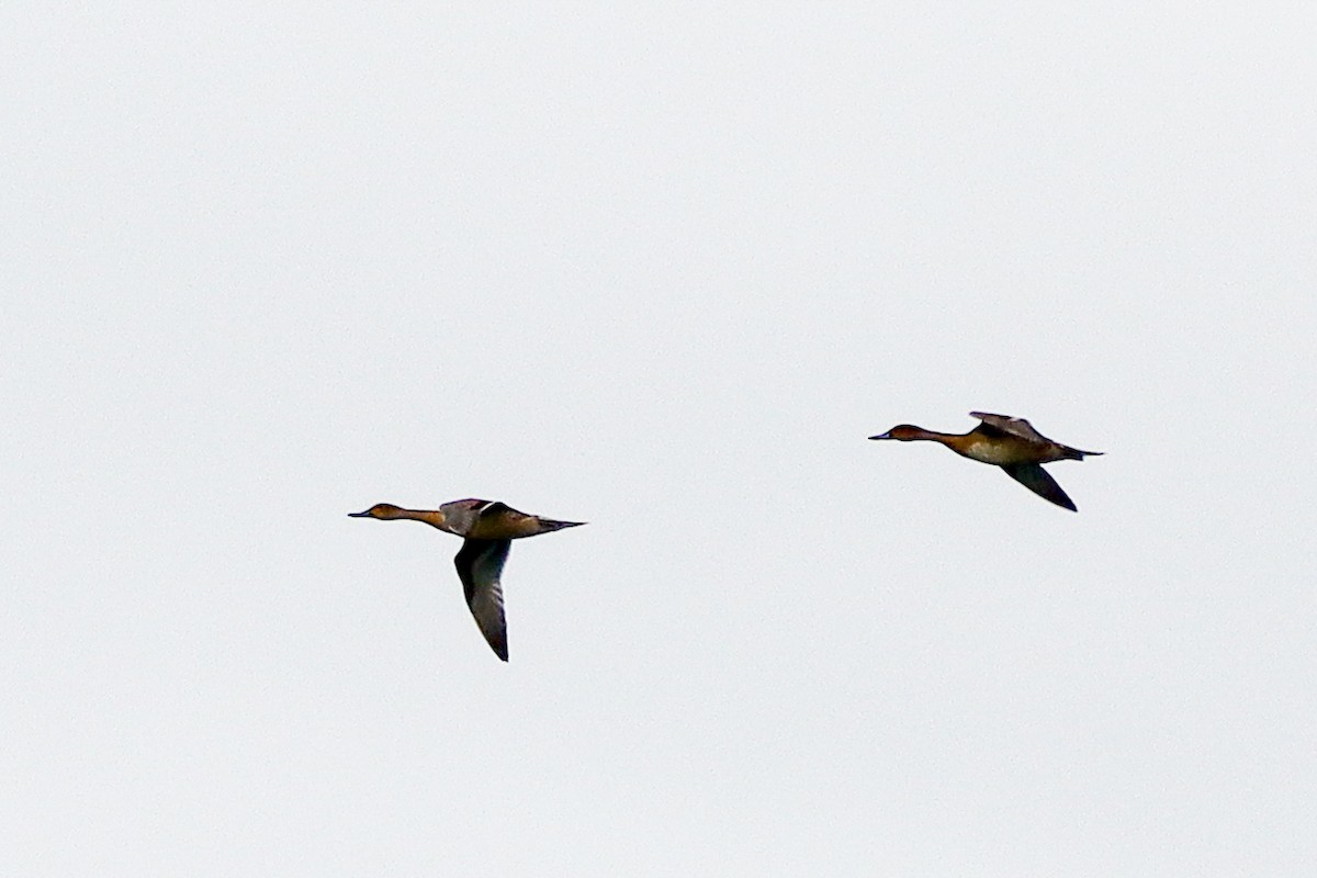 Northern Pintail - ML483399101