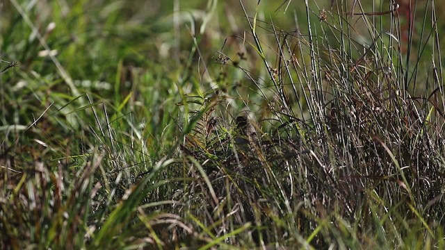 Канадская овсянка-барсучок (nelsoni/altera) - ML483400