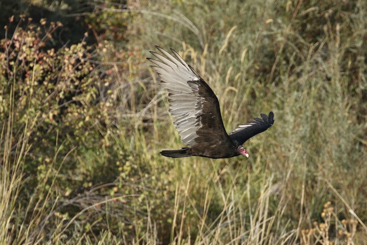 Turkey Vulture - ML483400361