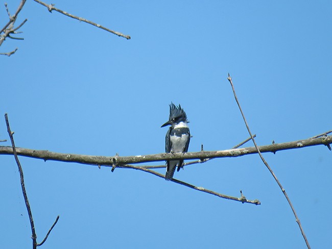 Belted Kingfisher - ML483400541