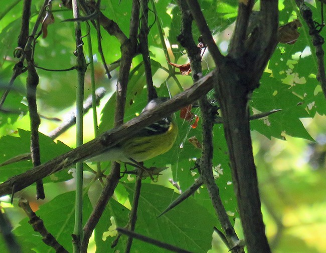 Magnolia Warbler - ML483400711