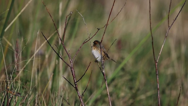 Nelson's Sparrow (Interior) - ML483401