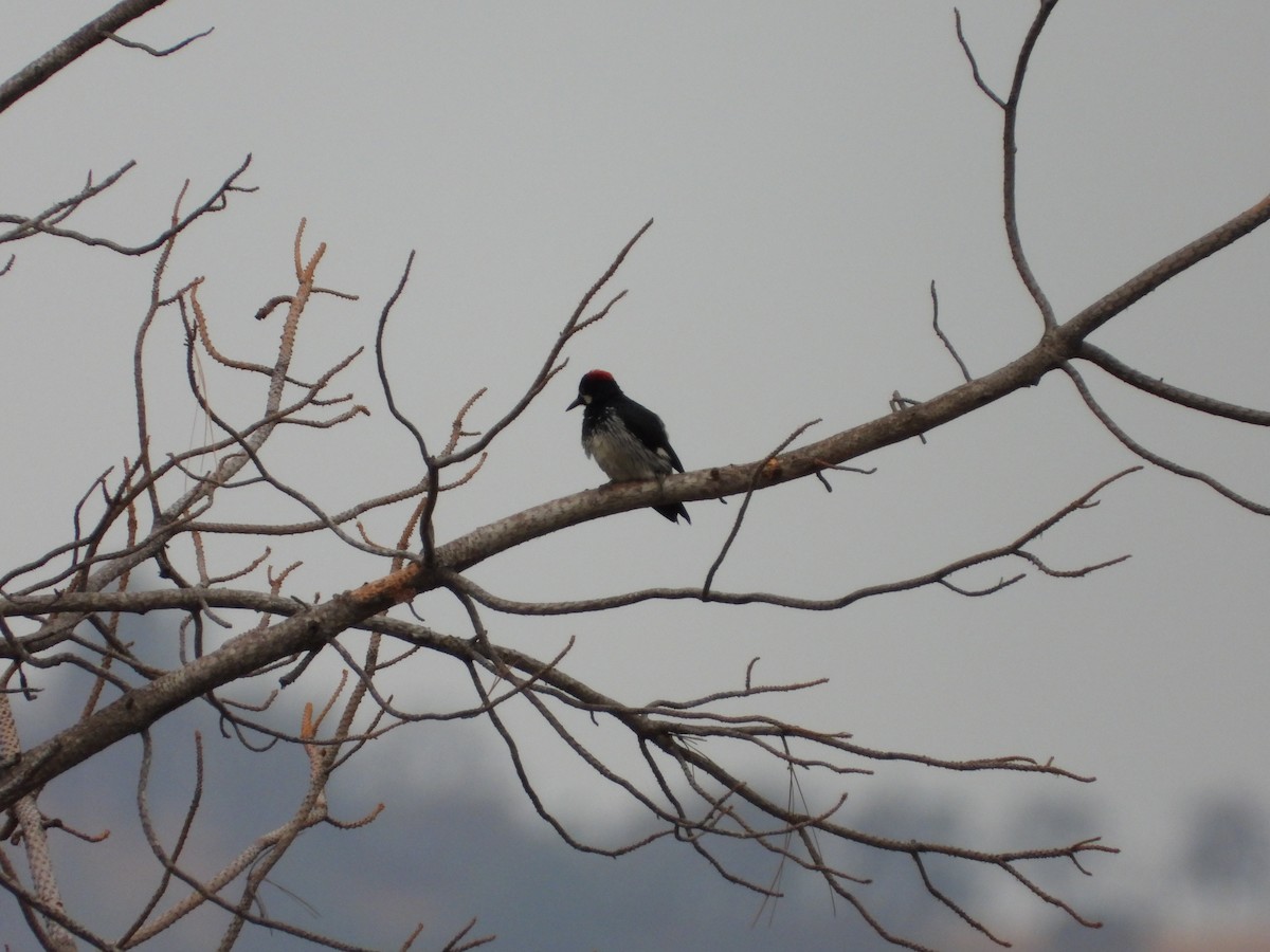Acorn Woodpecker - ML483401121