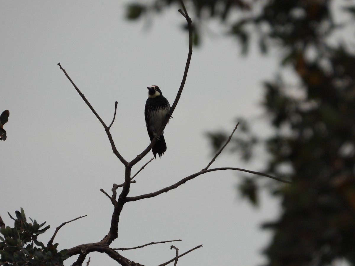 Acorn Woodpecker - ML483401211