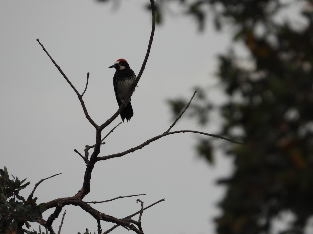 Acorn Woodpecker - ML483401231