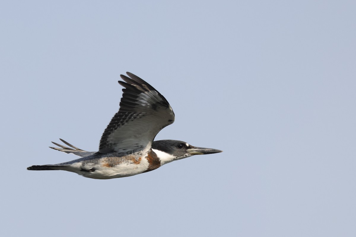 Martin-pêcheur d'Amérique - ML483401291
