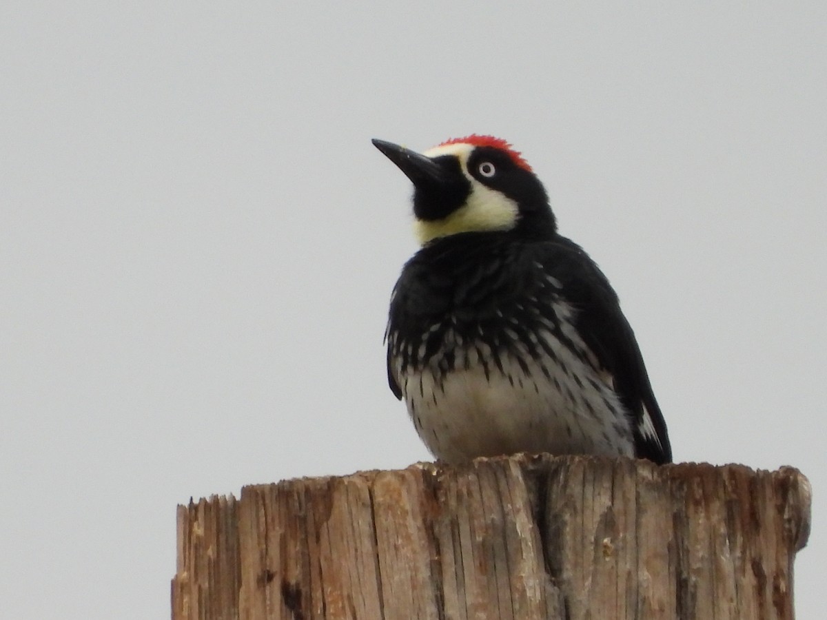 Acorn Woodpecker - ML483401511