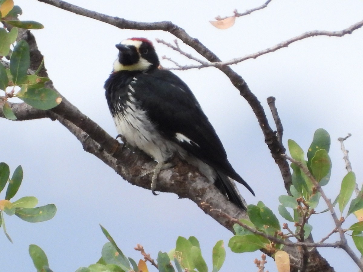 Acorn Woodpecker - ML483401791