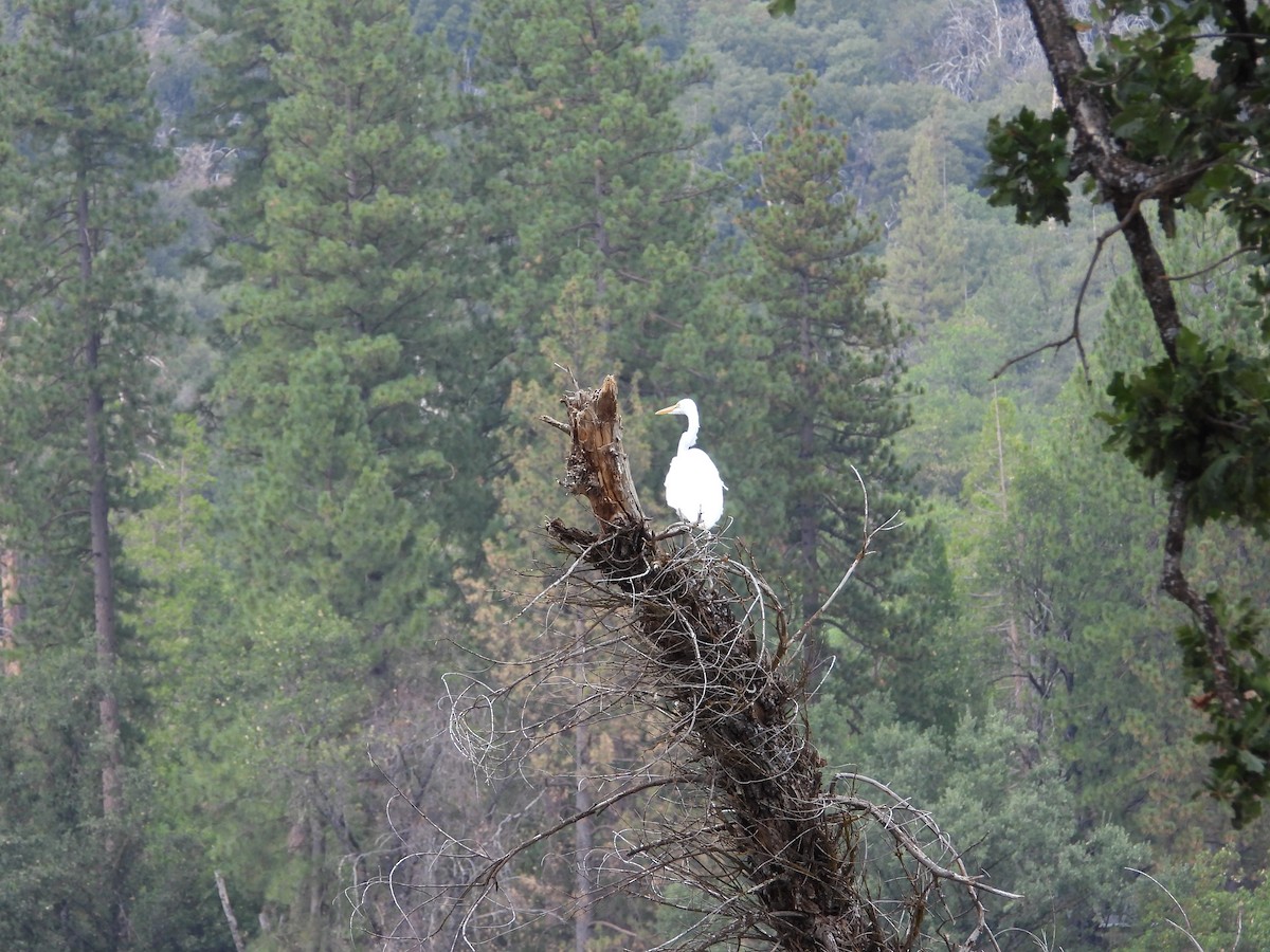 Great Egret - ML483401971